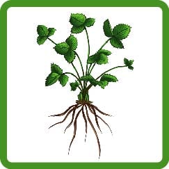 strawberry plant 